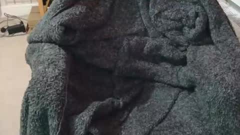 ffys2025 online show from February 13, 2026, 9:22 pm