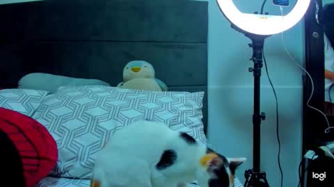 Snapshot of iam_your_fantasy chatting on January 12, 2026, 1:11 am iam_your_fantasy online show from January 12, 2026, 1:11 am