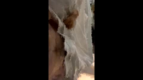 lemonsssonly online show from September 12, 2025, 12:33 am