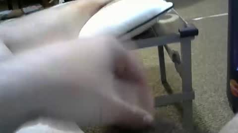 manumanu8585 online show from February 3, 2026, 1:38 pm