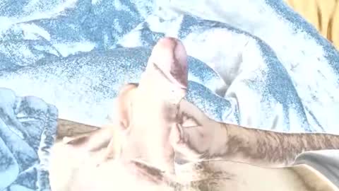 Snapshot of rabo_rico chatting on February 26, 2026, 10:14 am rabo_rico online show from February 26, 2026, 10:14 am