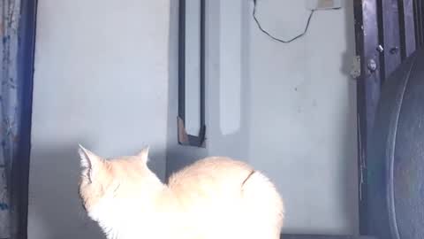 sofiadoll77 online show from March 1, 2025, 10:53 pm