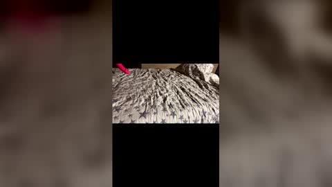 Snapshot of supremelifers chatting on December 21, 2025, 11:28 am Stony online show from December 21, 2025, 11:28 am