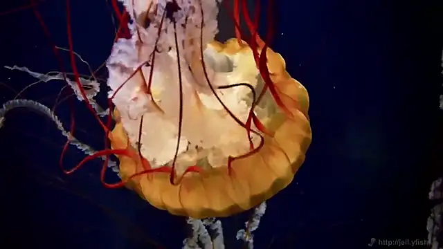 streamy test11 online show from February 26, 2026, 3:11 pm