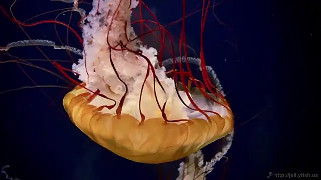 streamy test11 online show from February 27, 2026, 11:54 am