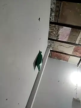 Snapshot of Masti441 chatting on February 11, 2025, 10:26 am Masti441 online show from February 11, 2025, 10:26 am