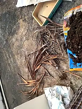 Castrol1289 online show from February 27, 2026, 3:06 am