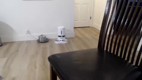 Snapshot of 1dad2plz chatting on November 9, 2025, 2:59 pm i erupt if you suck ur nipples 4 me and look at the camera while watching me online show from November 9, 2025, 2:59 pm