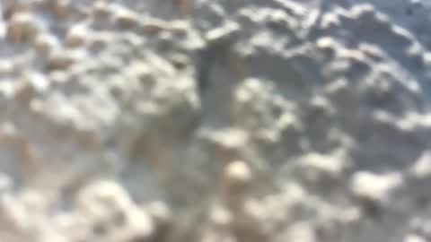 Little Wolfie online show from February 3, 2025, 4:10 pm