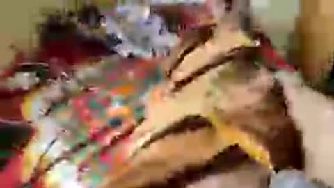 Aachujos online show from June 12, 2026, 5:50 am