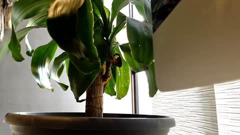 Alex  Dani online show from January 11, 2025, 9:25 pm