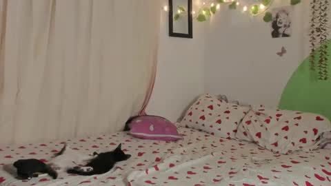 Snapshot of alikaa_nia chatting on December 29, 2024, 1:56 am online show from December 29, 2024, 1:56 am