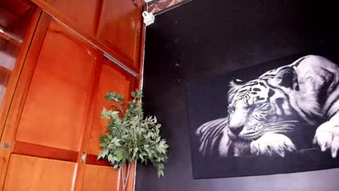 Anahi online show from February 22, 2025, 4:40 am