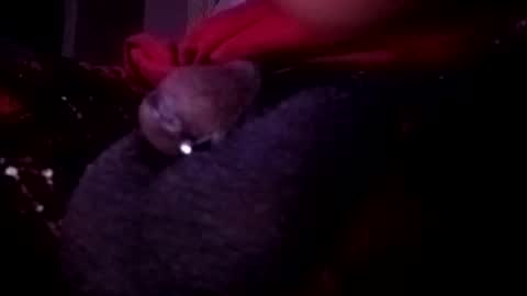 bcfalcon69 online show from May 14, 2026, 2:51 am