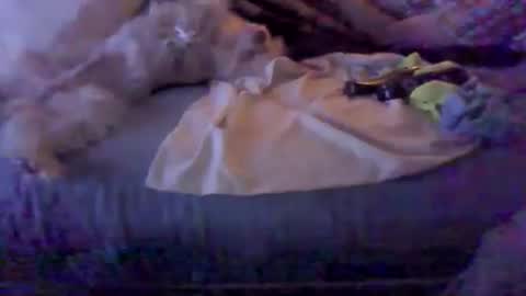 Snapshot of bigbenidick1 chatting on February 8, 2026, 3:10 am BB online show from February 8, 2026, 3:10 am