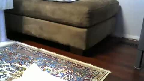 bigr_101 online show from November 16, 2025, 4:29 am