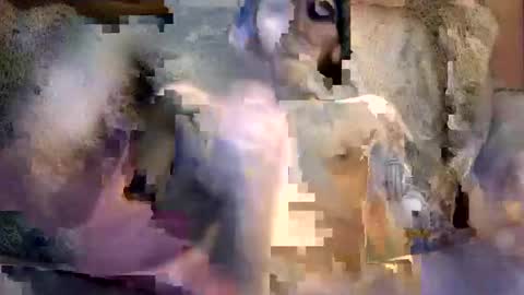 bigwytecock1979 online show from December 5, 2024, 7:16 am