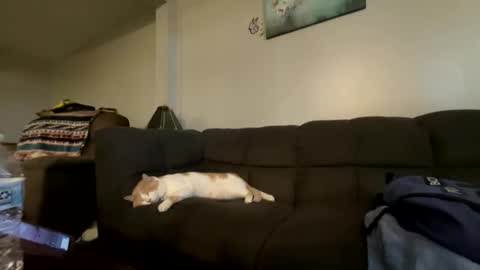 bluebloodednorsewitch online show from October 16, 2025, 2:29 pm