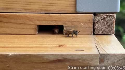 Booker Baxton online show from March 13, 2026, 3:02 am