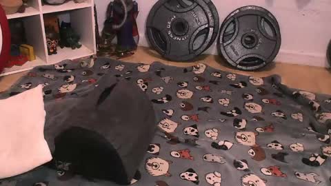 Snapshot of bouncinbooty chatting on April 10, 2026, 6:29 am Pumpkin Butt online show from April 10, 2026, 6:29 am