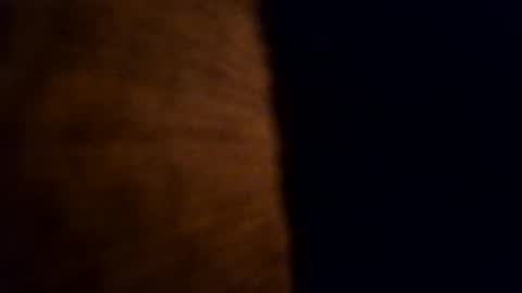 cabox online show from November 5, 2025, 9:48 pm