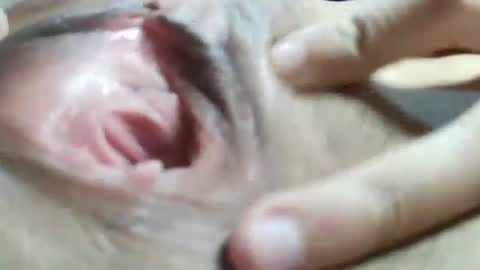 Snapshot of celestestephan chatting on January 31, 2025, 6:24 am celestestephan online show from January 31, 2025, 6:24 am