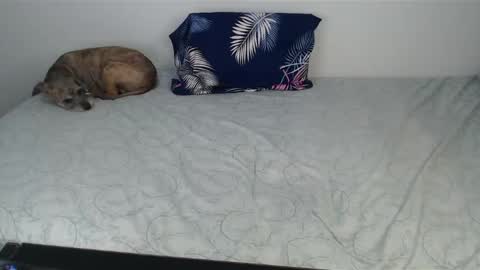 Viviana 3 online show from December 10, 2024, 10:47 pm