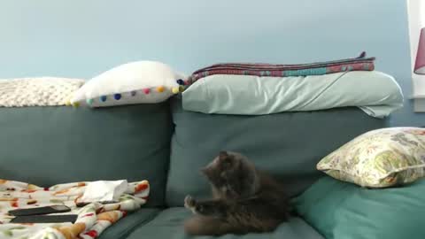 Snapshot of chelseasentra1 chatting on January 28, 2025, 5:46 pm Chelsea online show from January 28, 2025, 5:46 pm