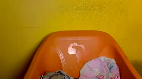 creamyposh1 online show from June 25, 2026, 4:23 am