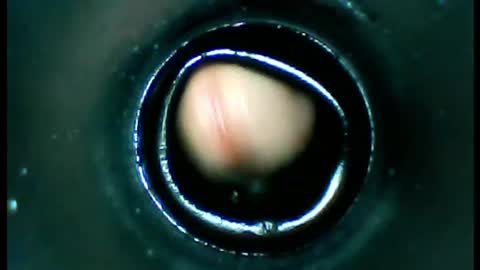 damdam44 online show from January 13, 2025, 4:51 pm