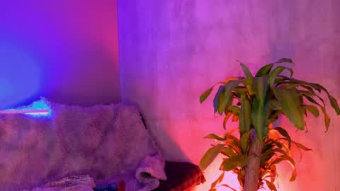danita_veelz online show from June 5, 2026, 10:37 pm