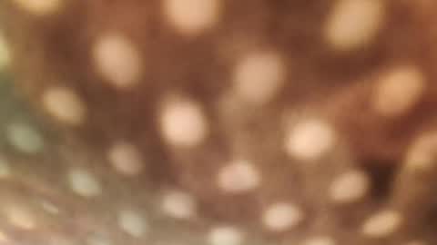 Alex online show from January 29, 2025, 6:33 am