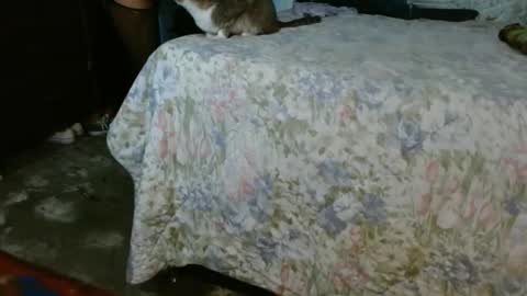 dreamreal online show from October 30, 2025, 10:06 am