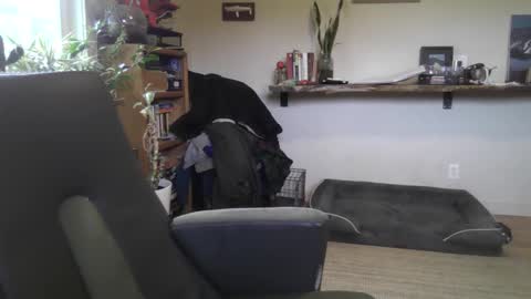 Snapshot of elephantfox chatting on February 22, 2026, 7:01 pm fox online show from February 22, 2026, 7:01 pm