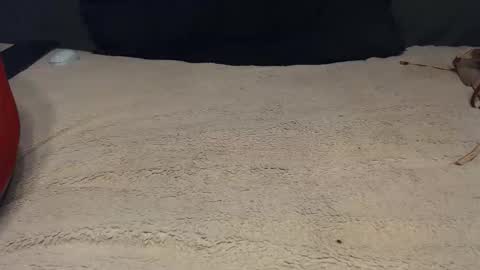 elgsslt online show from February 28, 2026, 1:23 pm