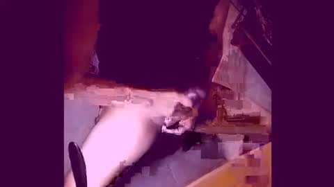 enjoylatino69 online show from April 19, 2026, 12:43 am