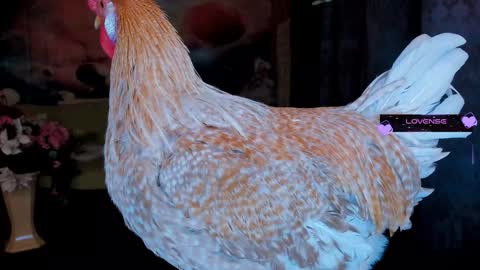 Snapshot of erotic_dessire chatting on January 30, 2025, 11:34 pm Eve online show from January 30, 2025, 11:34 pm