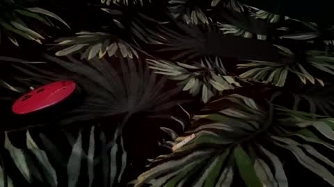 Snapshot of eva_starxxxxx chatting on September 14, 2025, 6:45 am Eva online show from September 14, 2025, 6:45 am