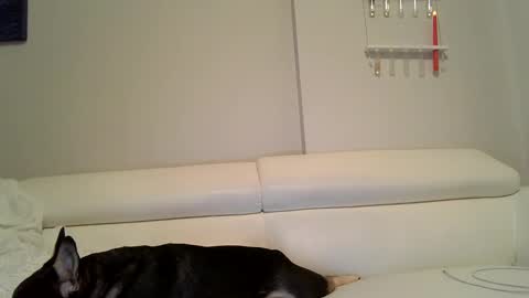 Badblondebunny online show from December 12, 2024, 12:05 am