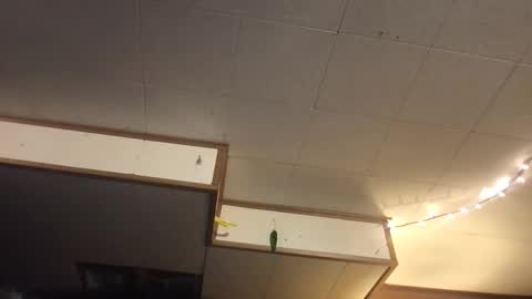 Fae online show from March 12, 2025, 6:40 am