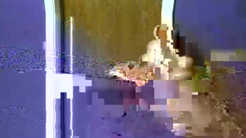 Snapshot of flex480 chatting on February 17, 2026, 1:24 am flex480 online show from February 17, 2026, 1:24 am