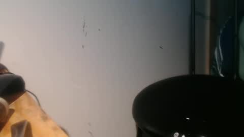 forestnymphpdx online show from January 30, 2025, 9:04 am