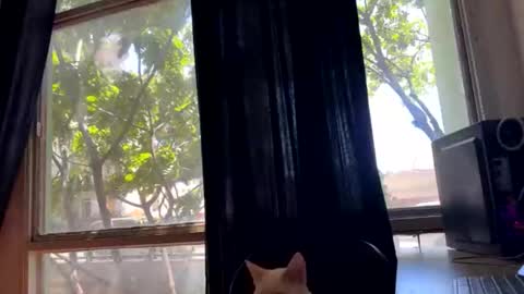 Snapshot of gerson229 chatting on October 23, 2025, 1:21 pm gerson229 online show from October 23, 2025, 1:21 pm