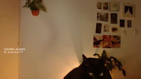 Snapshot of golden_alaska chatting on November 5, 2025, 11:05 pm Alaska online show from November 5, 2025, 11:05 pm