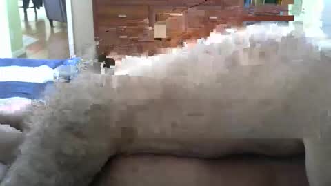 Snapshot of grsmnky65 chatting on December 14, 2025, 5:29 pm grsmnky65 online show from December 14, 2025, 5:29 pm