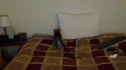 hammerthatthang73 online show from October 14, 2025, 8:59 am