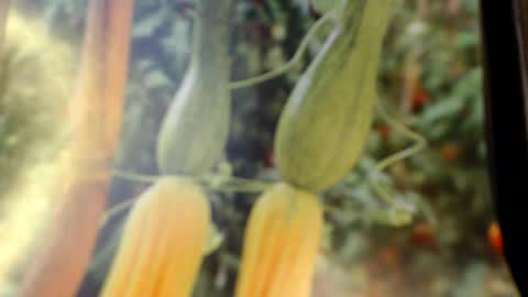 Snapshot of helvella chatting on June 8, 2026, 8:09 pm Helvell online show from June 8, 2026, 8:09 pm