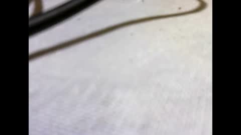 HottestPiny29 online show from May 26, 2026, 4:03 pm