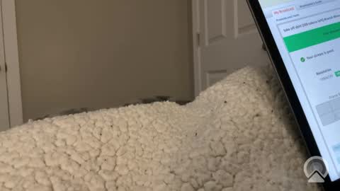 hungtwinkcock1 online show from March 17, 2026, 12:41 pm