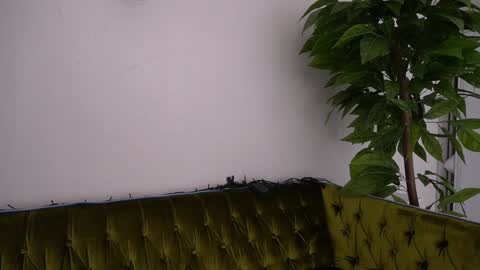 Snapshot of icedanielles chatting on January 11, 2025, 6:33 pm Danielle online show from January 11, 2025, 6:33 pm